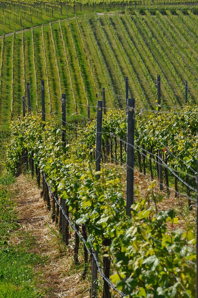 Beautiful green vineyard close up. Free public domain CC0 photo.