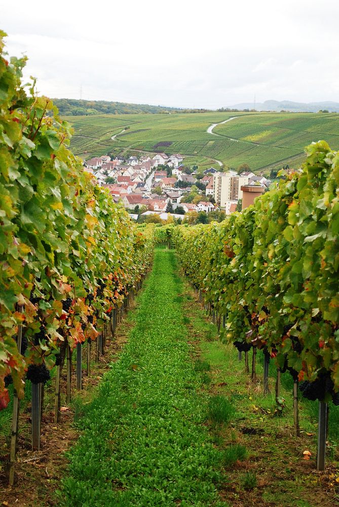 Beautiful winery vineyard during autumn. Free public domain CC0 photo.