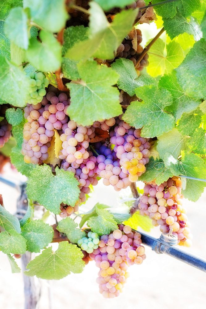 Purple grapes hanging from plant. Free public domain CC0 photo.