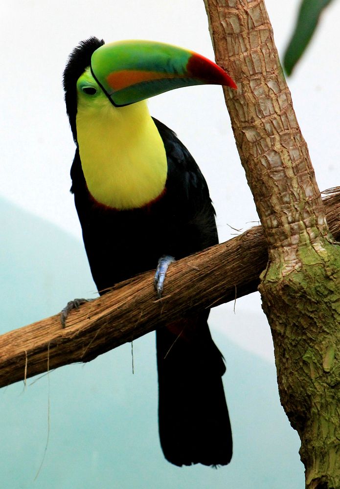 Toucan bird, animal photography. Free public domain CC0 image.