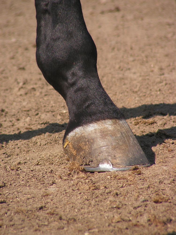 Horse leg and shoe. Free public domain CC0 photo.