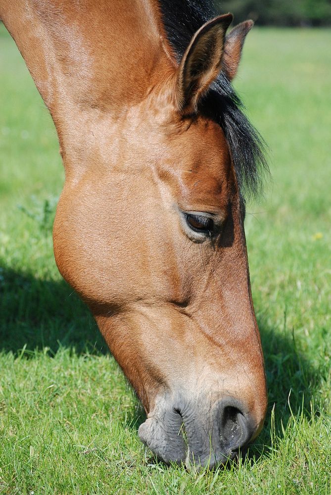 Brown horse eating grass. Free public domain CC0 photo.