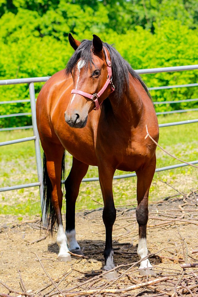 Cute pony, horse image. Free public domain CC0 photo.