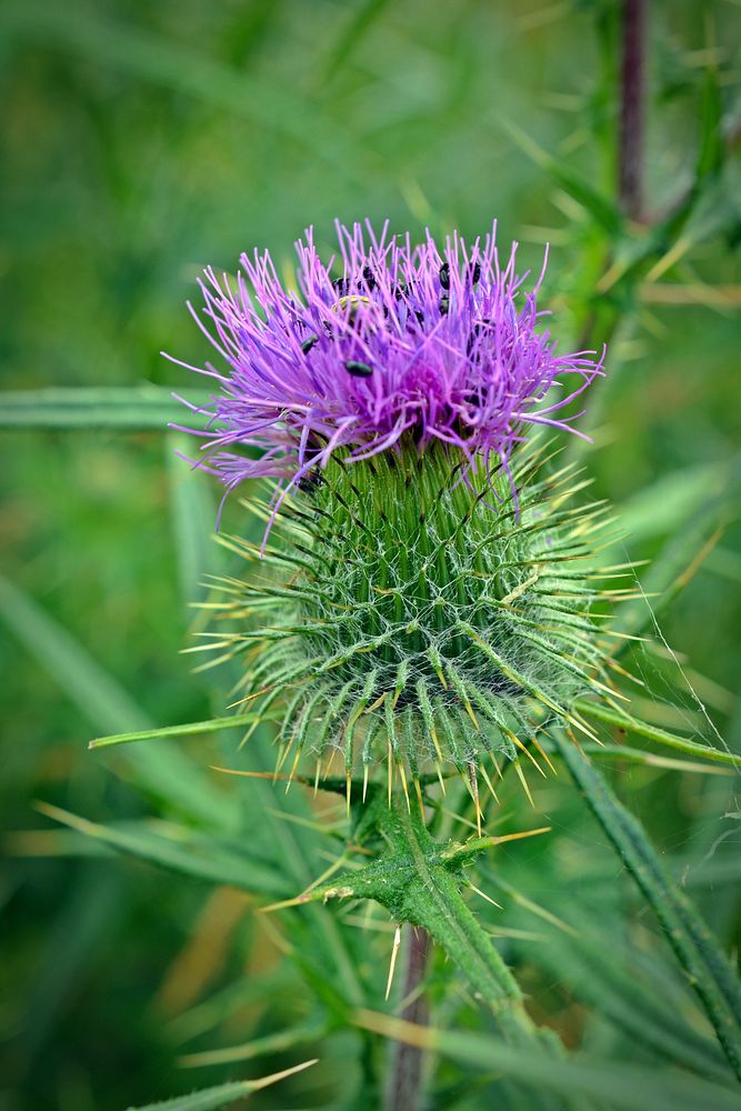 Pink thistle background. Free public domain CC0 photo.