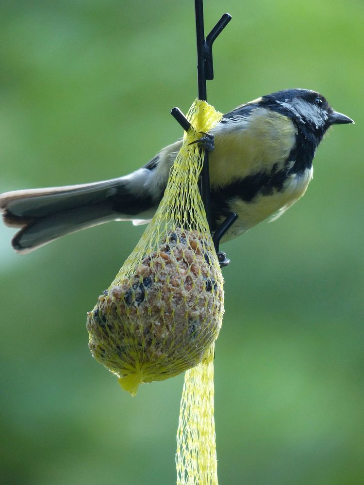 Great Tit bird, animal photography. Free public domain CC0 image.