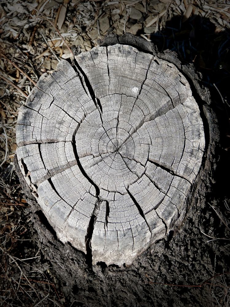Wood cut cross section. Free public domain CC0 photo.