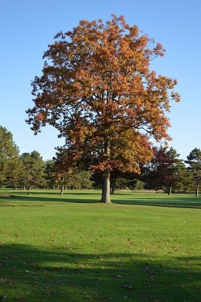 Beautiful Autumn tree background. Free public domain CC0 photo.