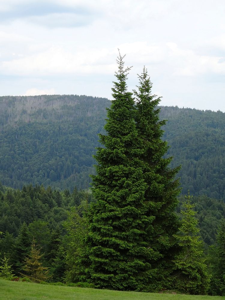 Closeup on evergreen tree during daytime. Free public domain CC0 photo.