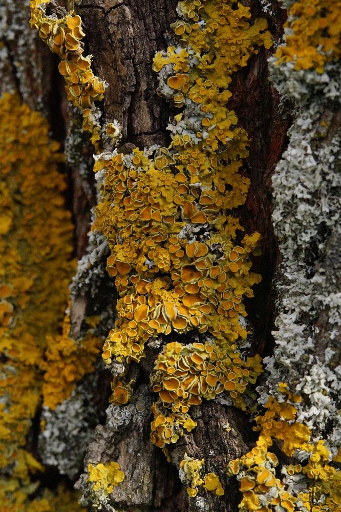 Yellow lichen. Free public domain CC0 photo.