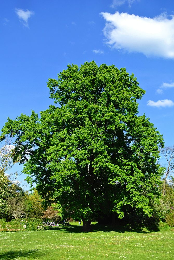 Big giant tree. Free public domain CC0 photo
