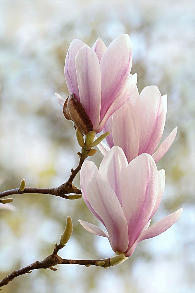 Magnolia background. Free public domain CC0 image.