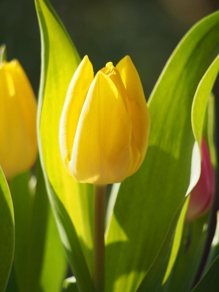 Yellow tulip. Free public domain CC0 image.