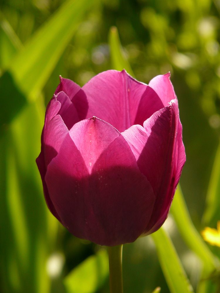 Purple tulip. Free public domain CC0 photo.
