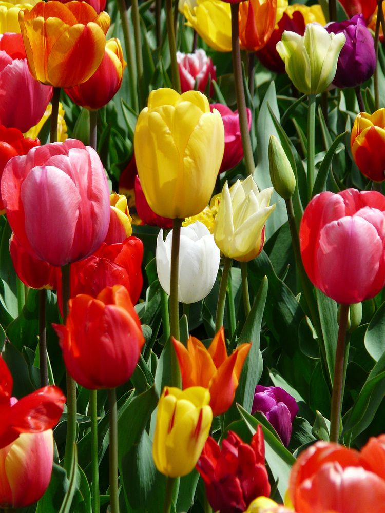 Colorful tulip farm. Free public domain CC0 image.