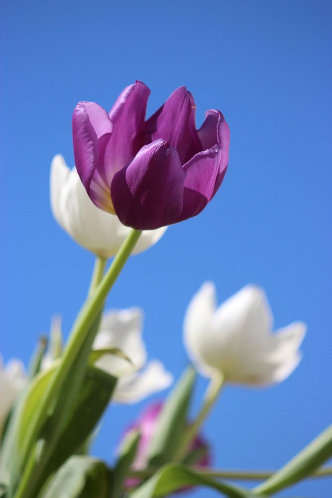 Tulip background. Free public domain CC0 image.