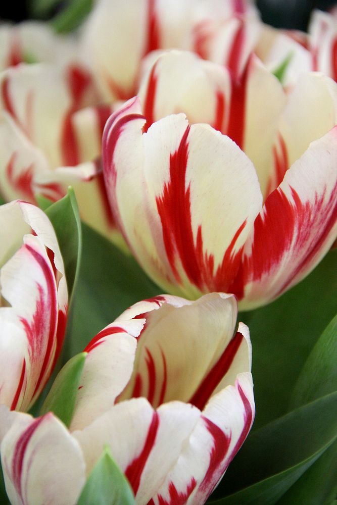 White tulip background. Free public domain CC0 image.