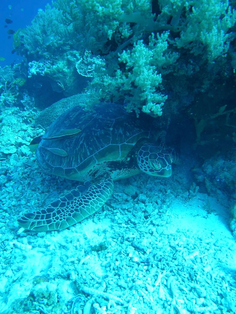 Green sea turtle hiding. Free public domain CC0 photo.