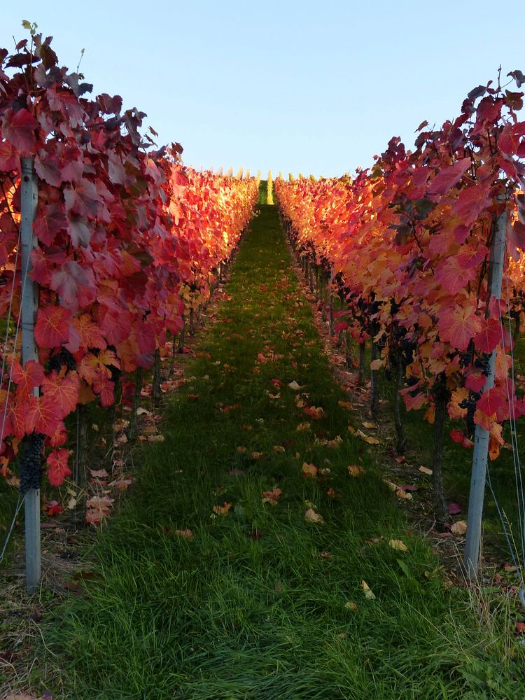 Autumn dunkelfelder vines in vineyard. Free public domain CC0 image.