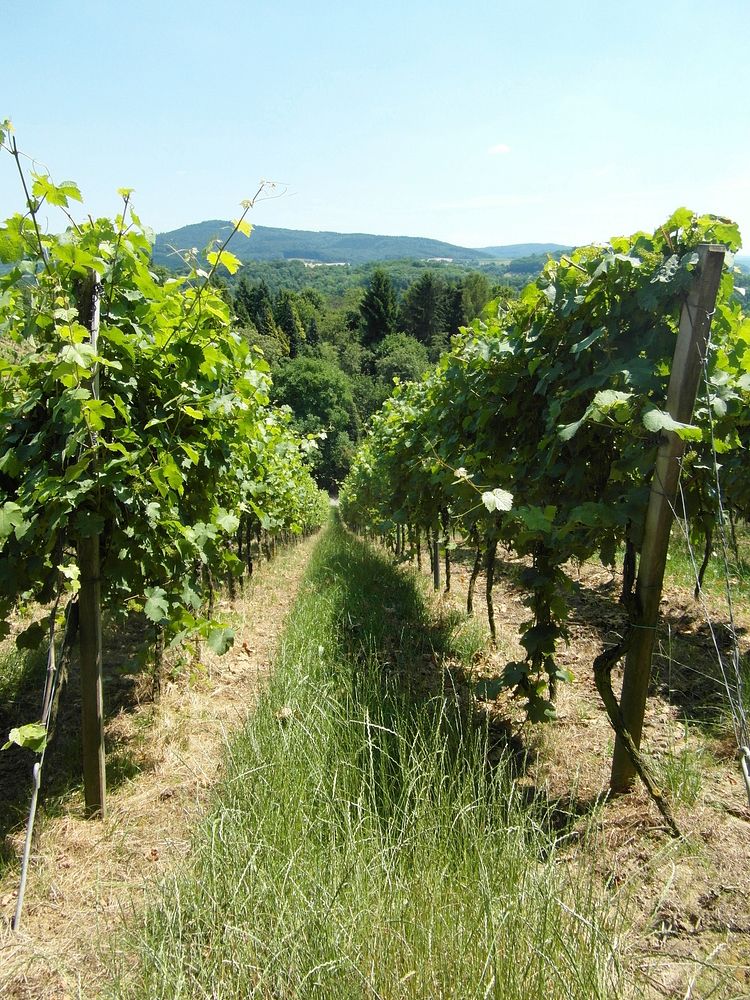 Grape vineyard landscape scenery. Free public domain CC0 photo.