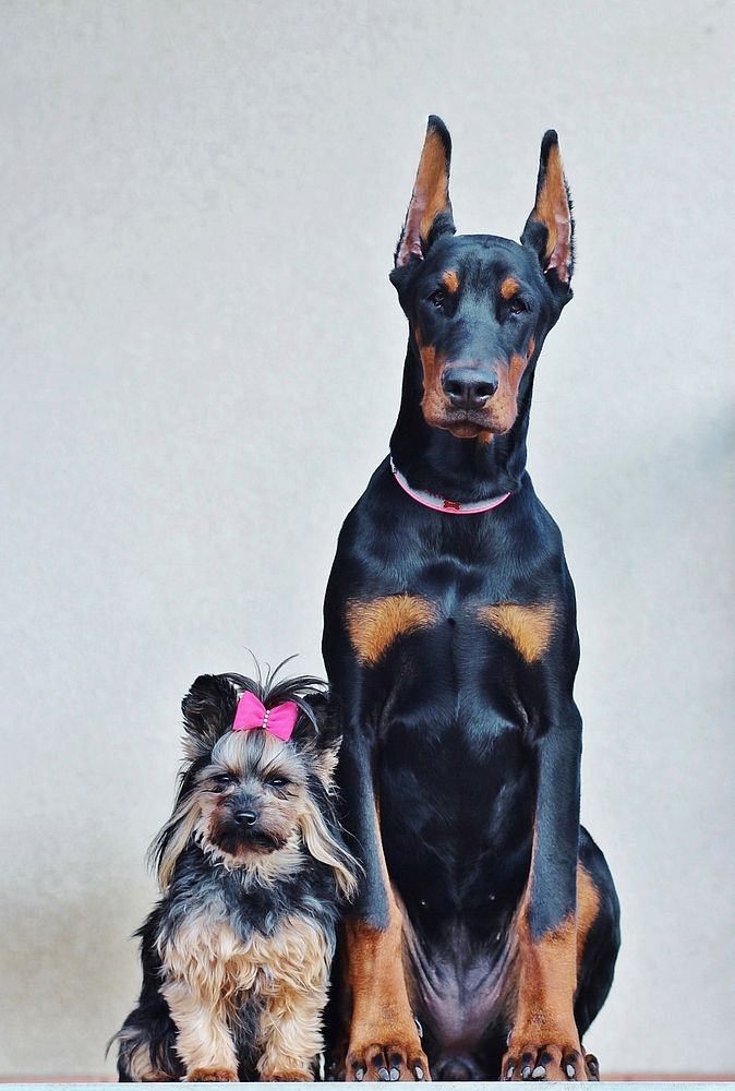 Doberman and yorkshire terrier sitting together. Free public domain CC0 photo.