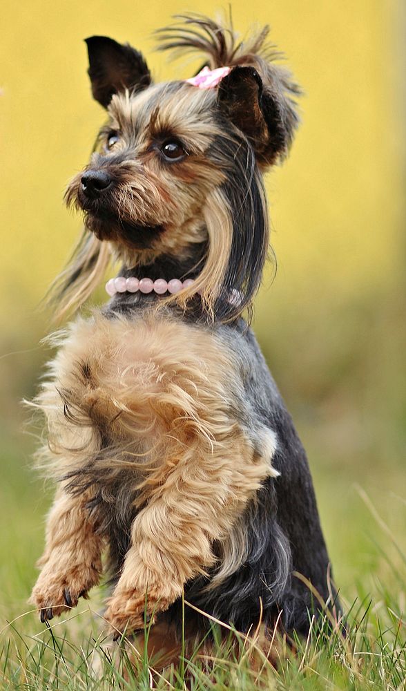 Yorkshire terrier standing on grass. Free public domain CC0 photo.