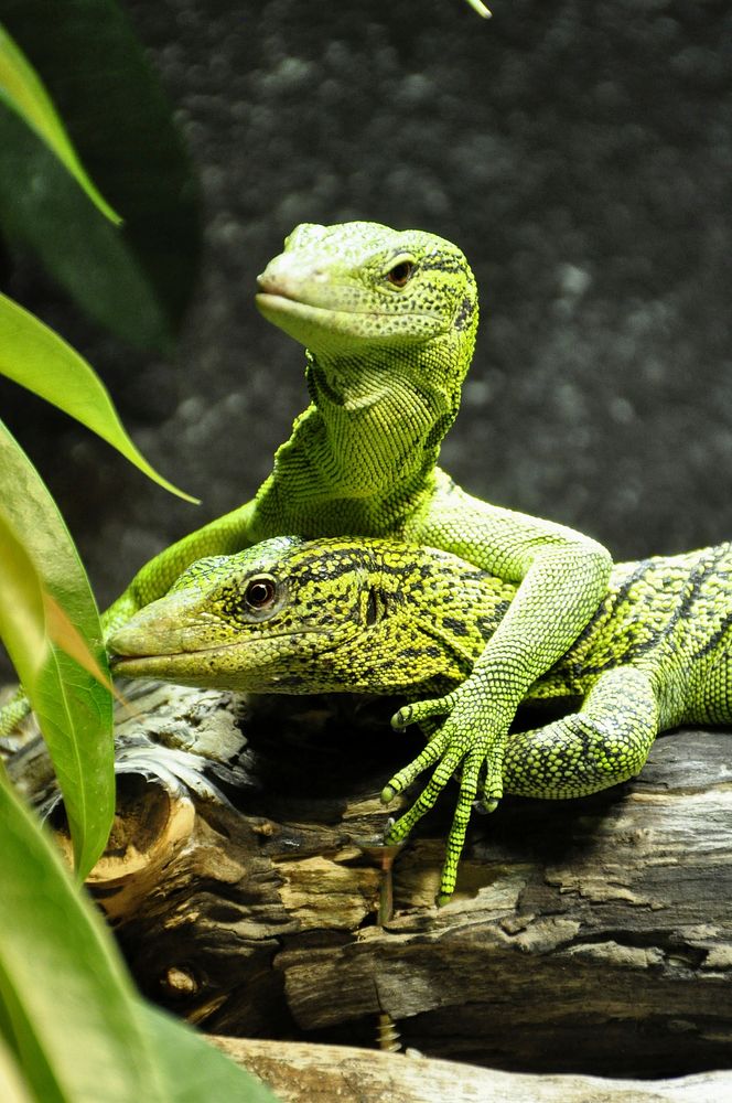 Green lizard. Free public domain CC0 image.