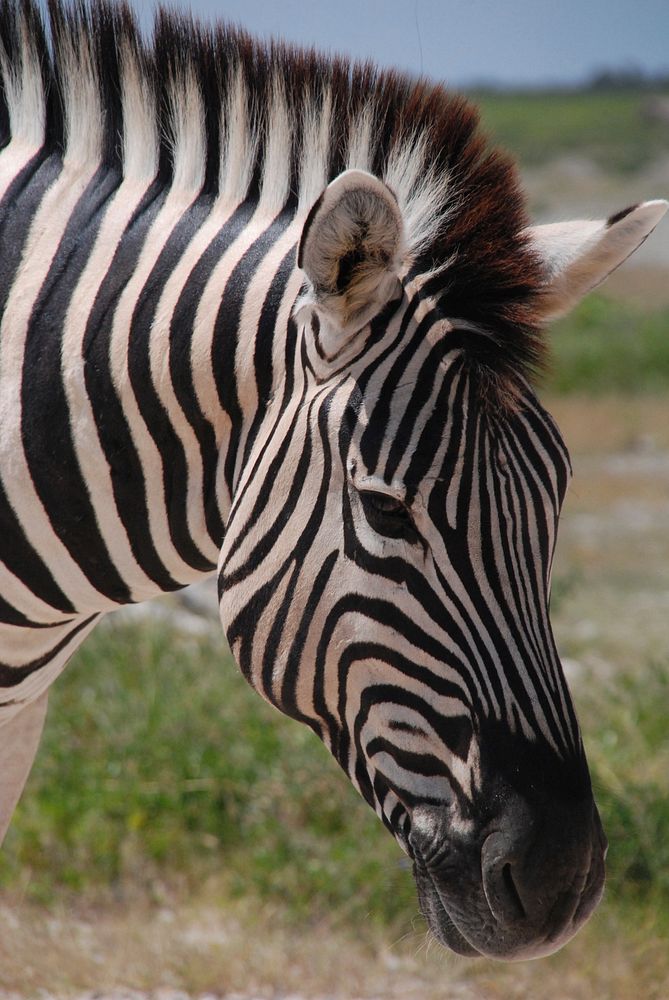 Zebra, animal photography. Free public domain CC0 image.