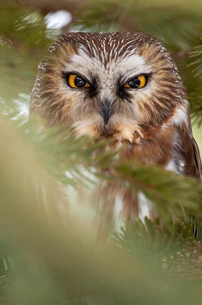 Free northern saw-whet owl image, public domain animal CC0 photo.
