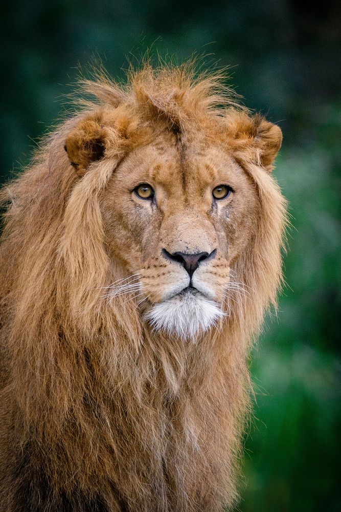 Free lion image, public domain animal CC0 photo.