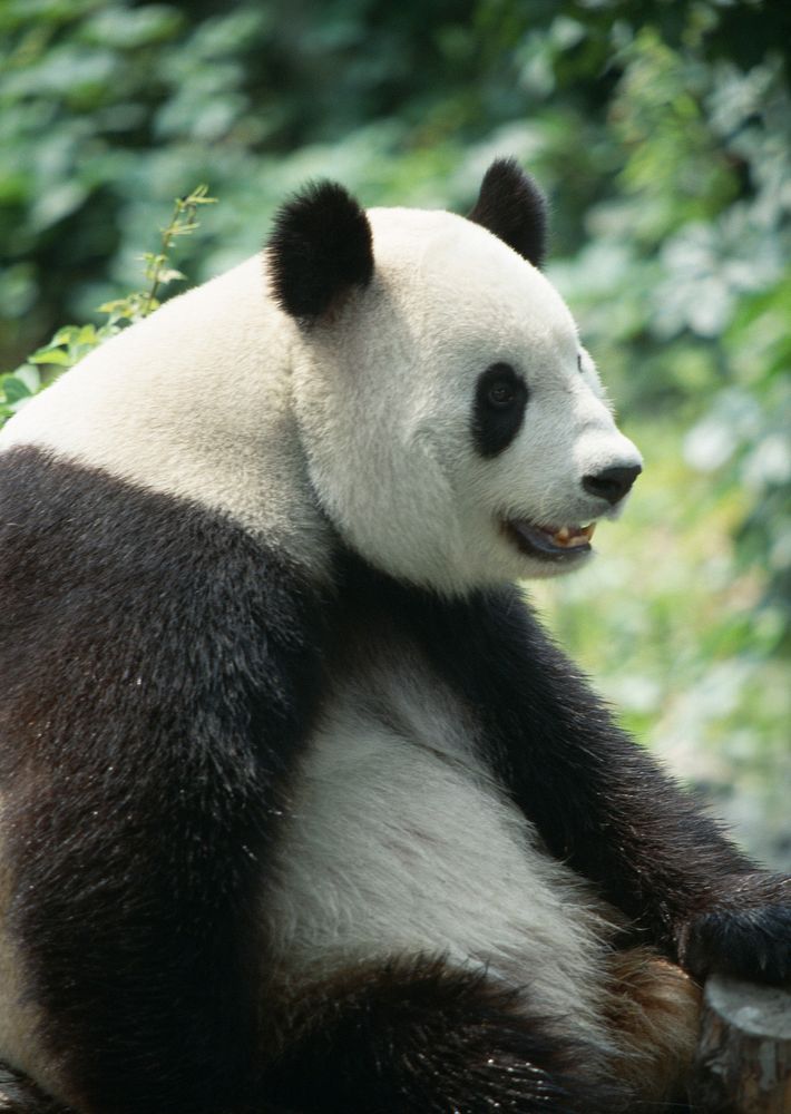 Free Panda image, public domain animal CC0 photo.