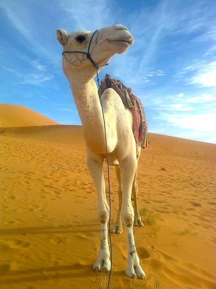 Free camel with harness standing on desert with  image, public domain animal CC0 photo.