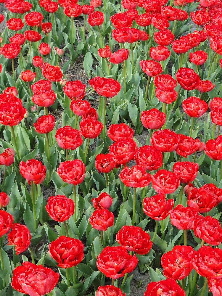 Free red tulip image, public domain flower CC0 photo.