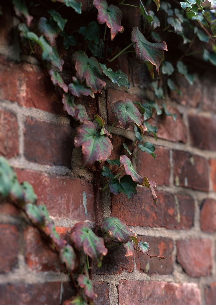 Free ivy on brick wall image, public domain nature CC0 photo.