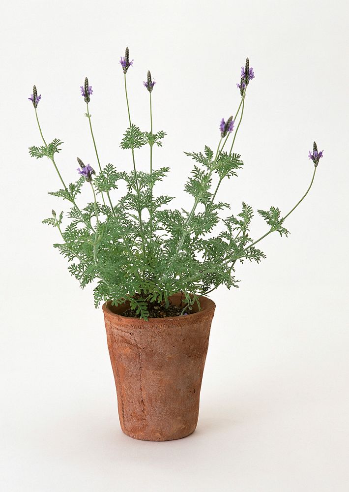 Free fernleaf lavender image, public domain spring CC0 photo.