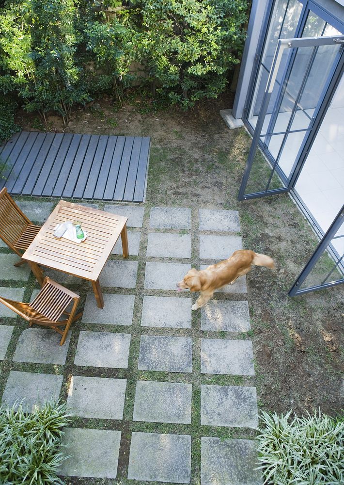 Free golden retriever dog walking in backyard image, public domain animal CC0 photo.