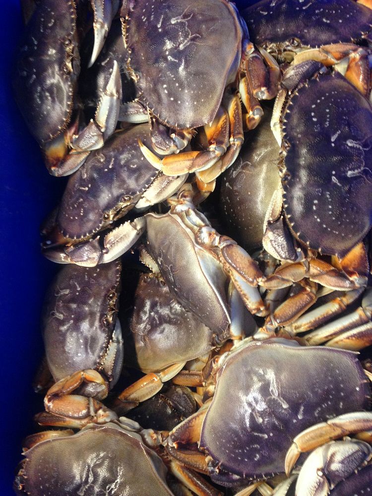 Free blue crabs image, public domain industry CC0 photo.
