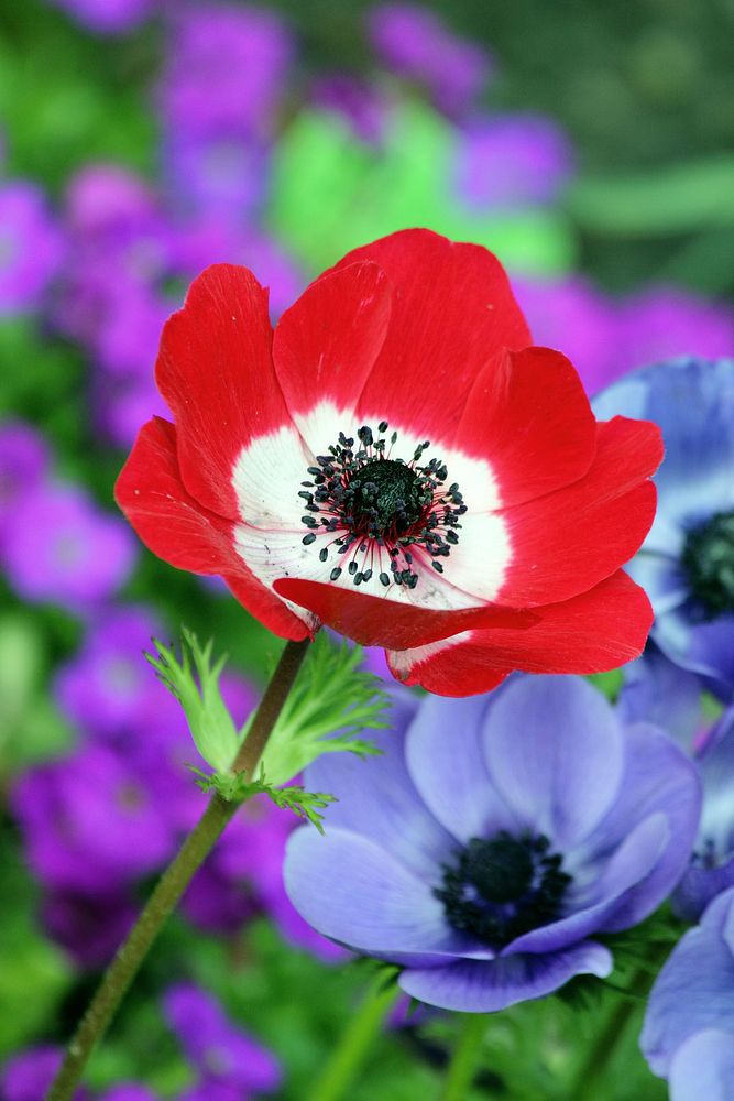 Free red anemone image, public domain flower CC0 photo.