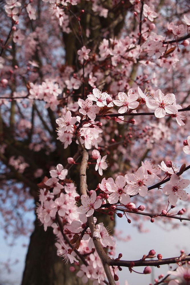 Free pink cherry blossom background image, public domain flower CC0 photo.