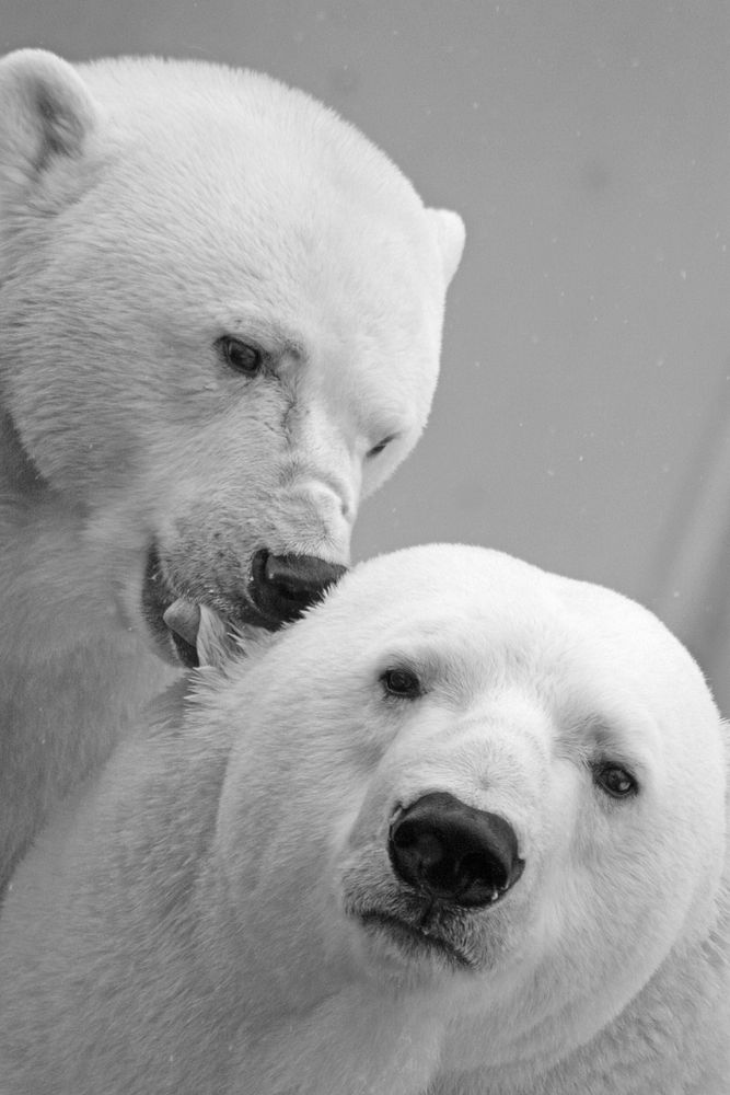 Free polar bear licking each other image, public domain animal CC0 photo.
