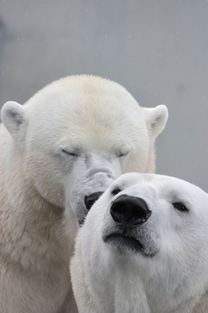 Free polar bear licking each other image, public domain animal CC0 photo.