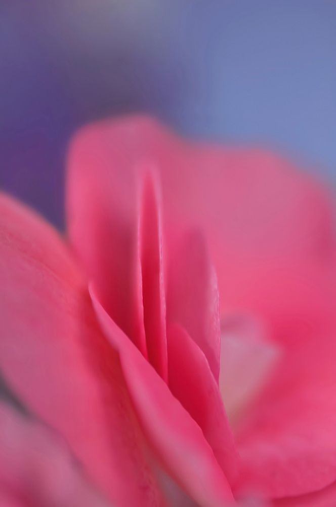 Free pink flower macro image, public domain spring CC0 photo.