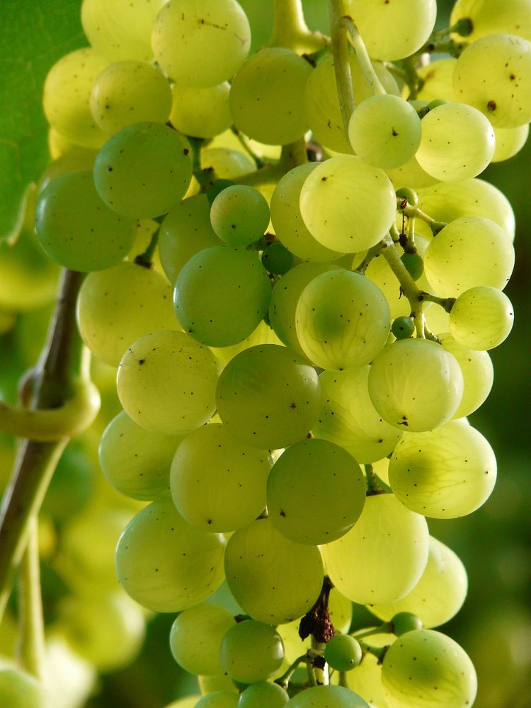 Free grape images, public domain fruit CC0 photo.
