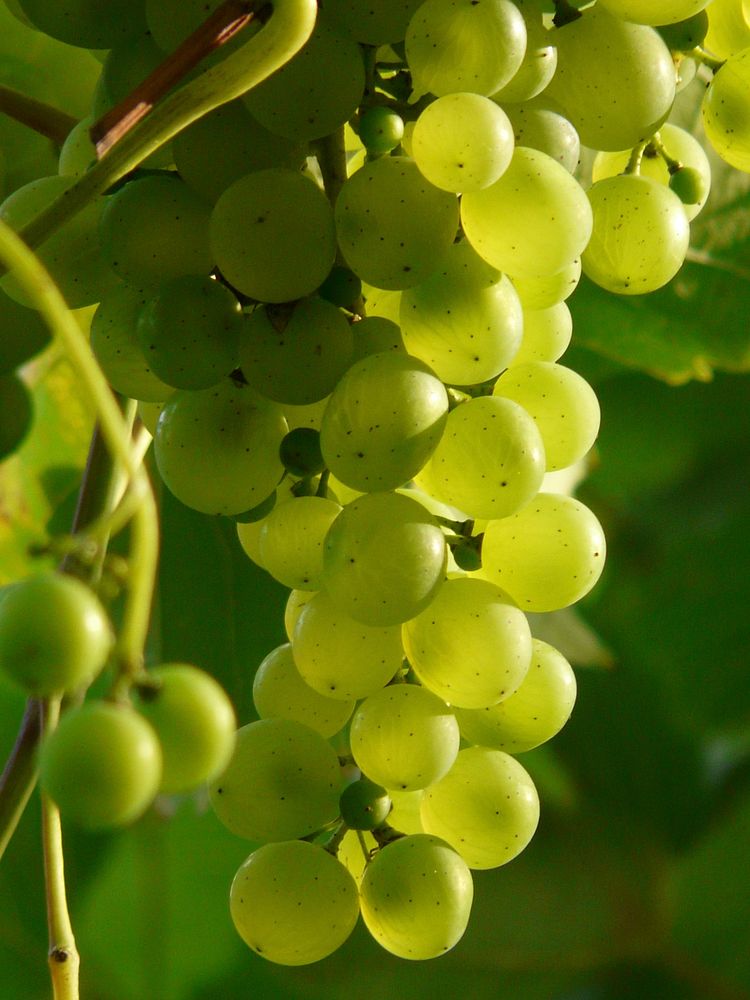 Free grape images, public domain fruit CC0 photo.