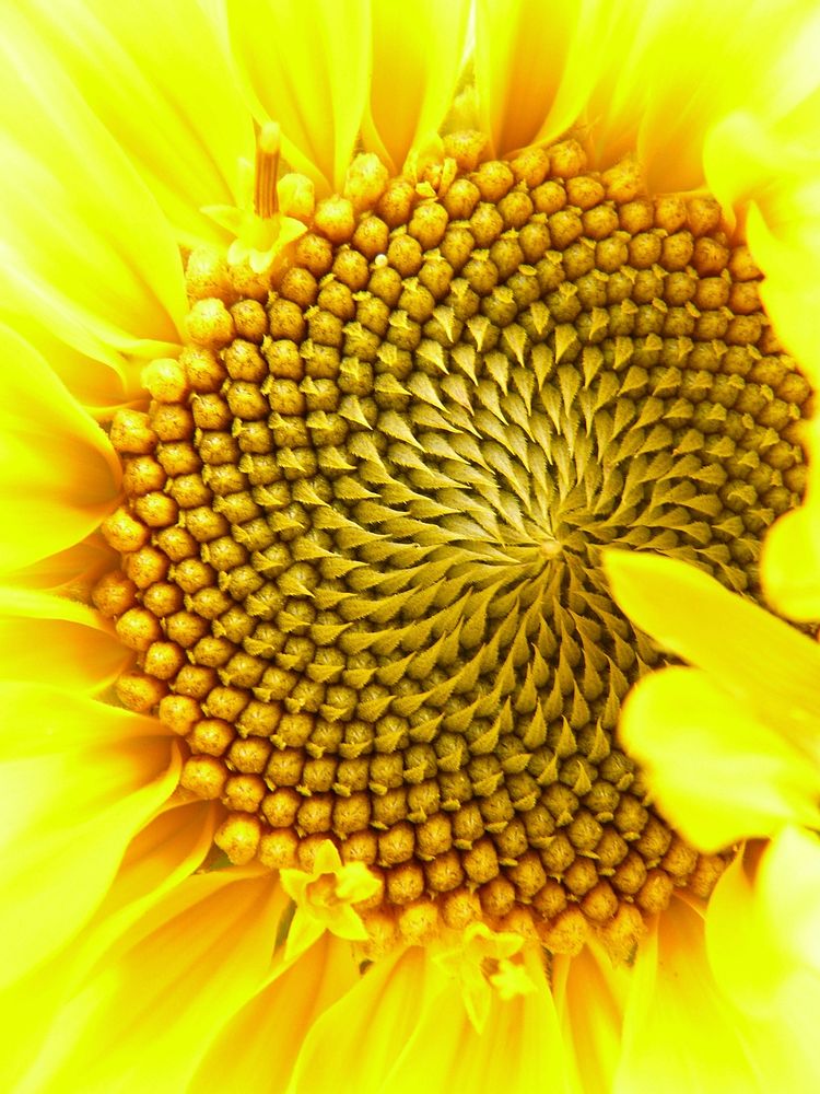 Free sunflower image, public domain botanical CC0 photo.