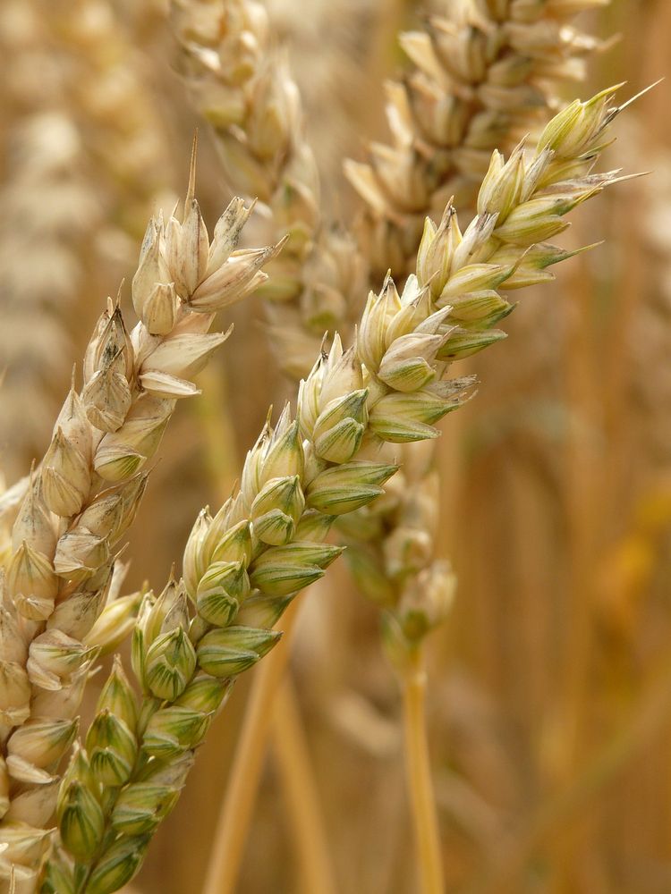 Free wheat grains close up public domain CC0 photo.