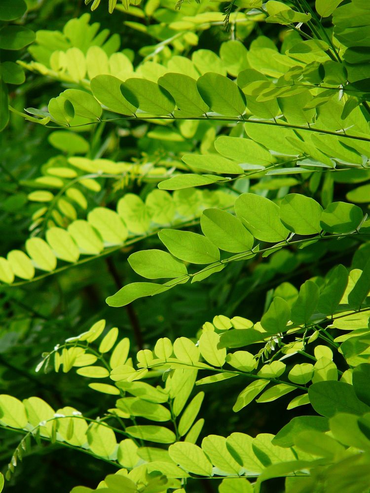Free leaf, nature background, public domain CC0 photo.