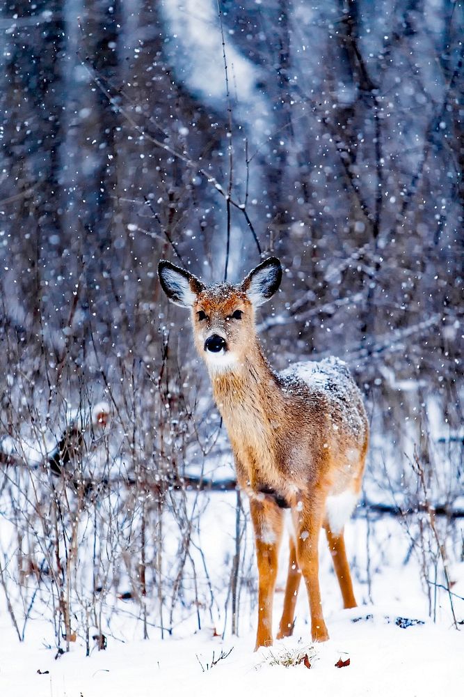 Free deer in the forest photo, public domain animal CC0 image.
