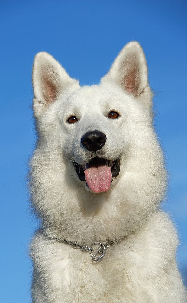 Free white swiss shepherd dog image, public domain animal CC0 photo.