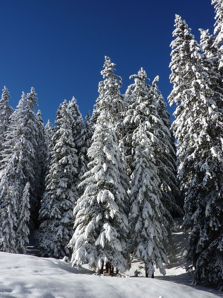 Free winter snow trees photo, public domain winter CC0 image.
