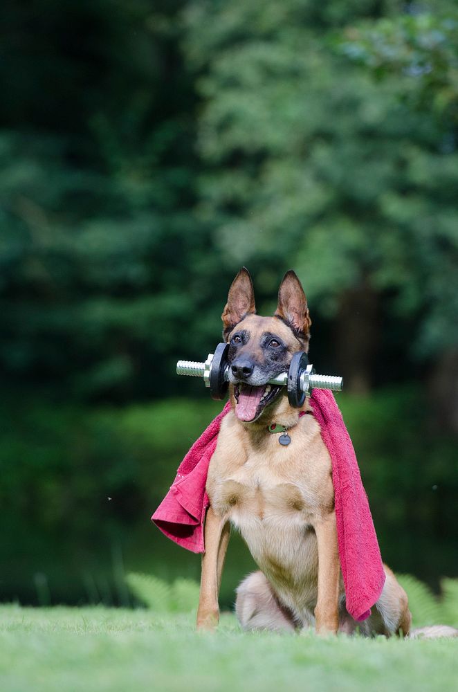 Free shepherd dog holding dumbbell in mouth image, public domain animal CC0 photo.